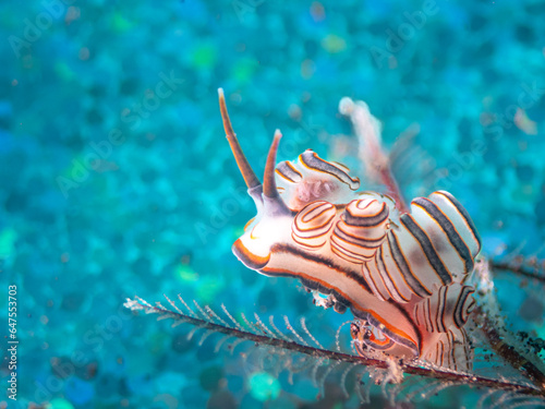 Obraz na płótnie nudibranch
