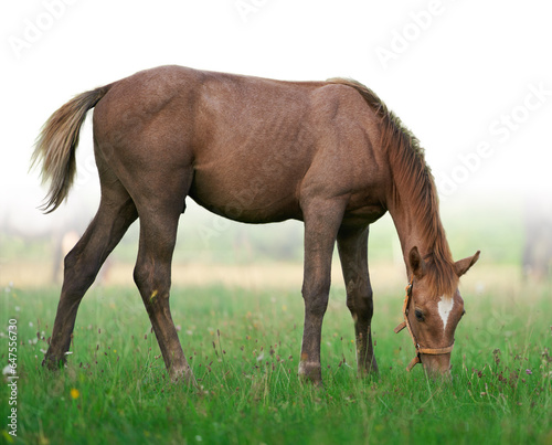 Portrait of a horse, brown horse. Close-Up Portrait of a Brown Foal Grazing in Nature