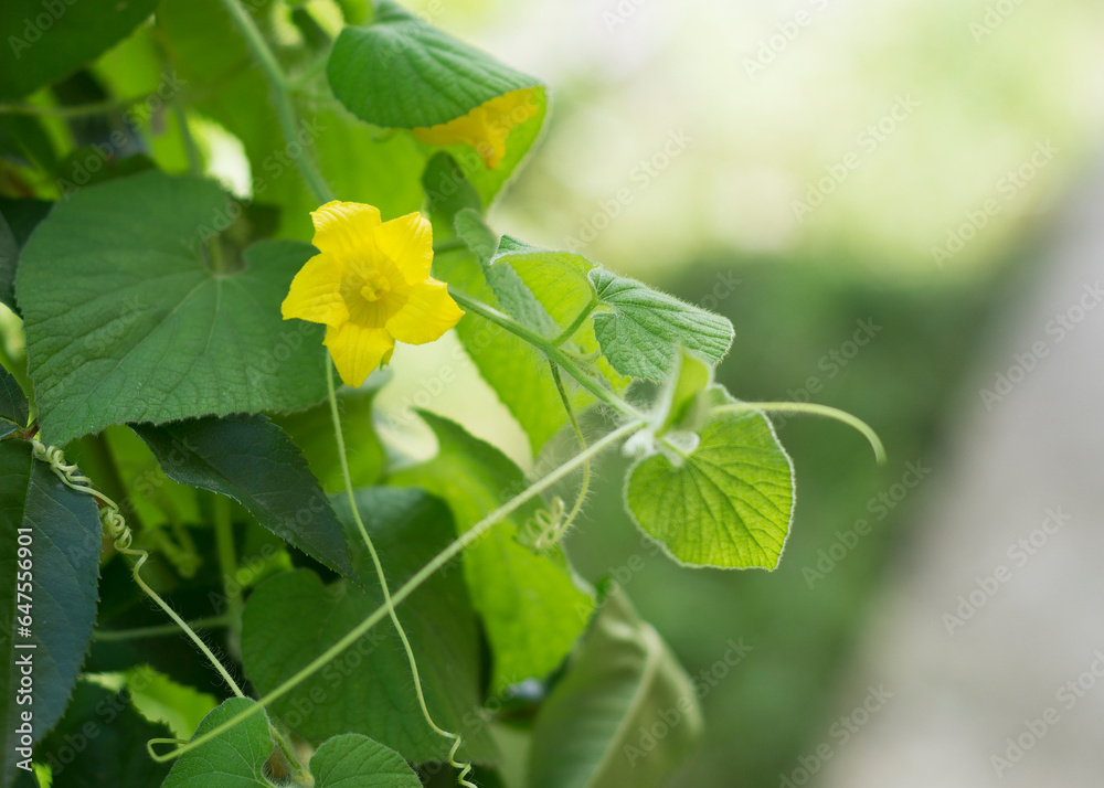 Obraz premium Fresh organic and hygienic vegetables growing