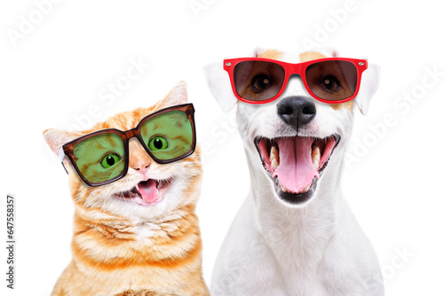 Portrait of a cheerful Scottish Straight kitten and Jack Russell Terrier dog in sunglasses isolated on a white background