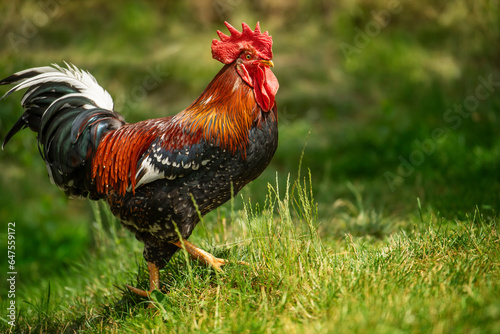 Fotografiet Italian rooster in nature background