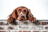 Portrait of an adorable irish setter looking at the camera