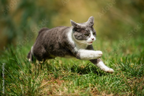 Running cat in nature background