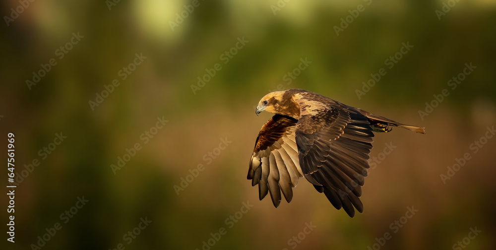 Obraz premium Circus aeruginosus flies over reeds looking for food.