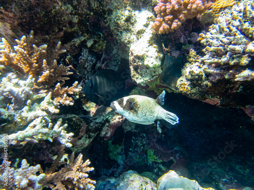 Wallpaper Mural Colorful inhabitants of the Red Sea coral reef Torontodigital.ca