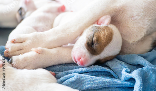 newborn puppy dog sleep in mother arm as lovely moment © Yanukit