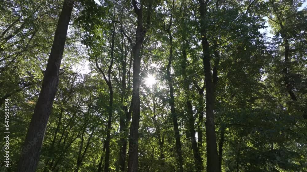Beautiful sunlight in the forest. Sun rays emerging though the green tree branches. Magical forest with warm sunbeams illuminating green oak tree. Walk through the magic forest in the morning. Beautiful sunlight in the forest. Sun rays emerging though the green tree branches. Magical forest with warm sunbeams illuminating green oak tree. Walk through the magic forest in the morning.