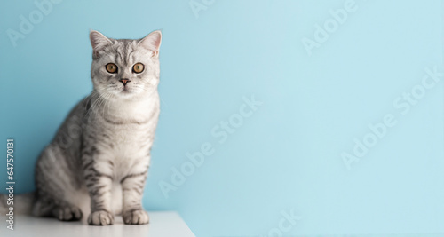 Charming mature British blue kitten with a gaze and determination.. © Тарас Белецкий