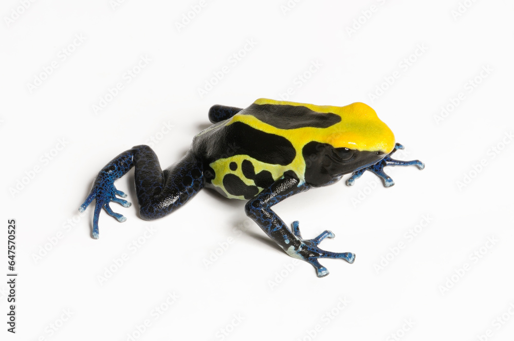 Obraz premium Dyeing poison dart frog // Färberfrosch (Dendrobates tinctorius) -