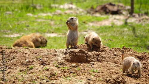 family tailed Prairie dogs (Cynomys ludovician) in the wild