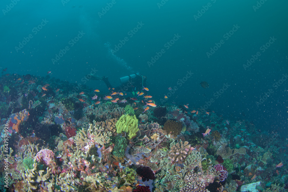 Fototapeta premium Coral reef view with a scuba diver on the background