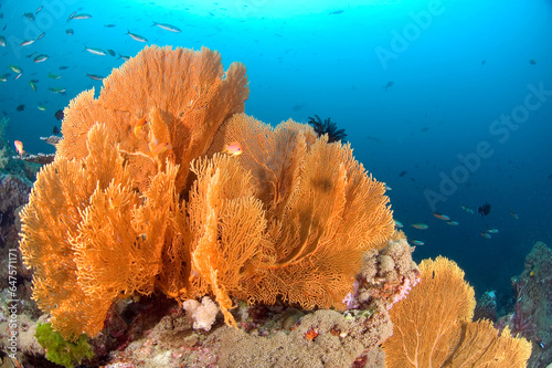 Giant sea fan and clear underwater world , Similan island, North Andaman, Thailand