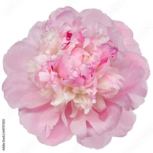 Pink peony flower on isolated background with clipping path. Closeup. For design. Transparent background. Nature.