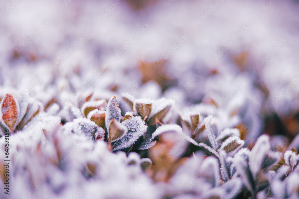 frozen leaves frozen leaves