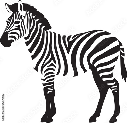 Zebra on a white