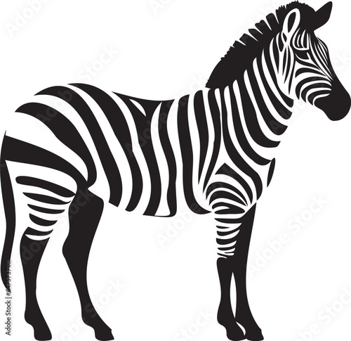 Zebra on a white