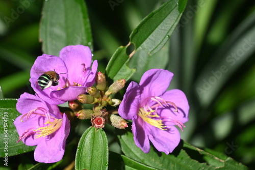 a bee sucking nectar from a flower of a senggani plant  Melastoma malabathricum 
