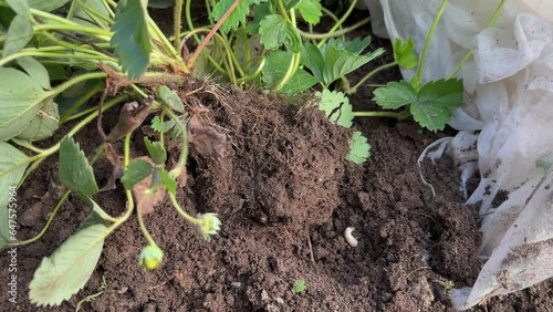 White chafer grub in the soil under strawberry plant. May beetle Larva, garden pest.