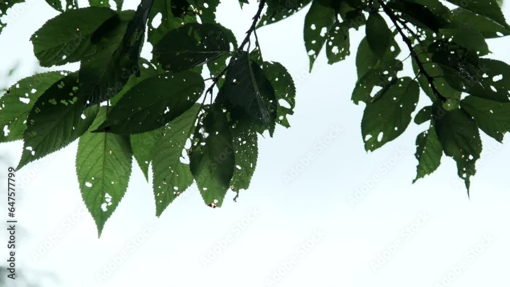 雨に濡れた曇り空のに透かす虫食いの木の葉 Stock Video | Adobe Stock