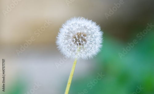 dandelion background close up  macro