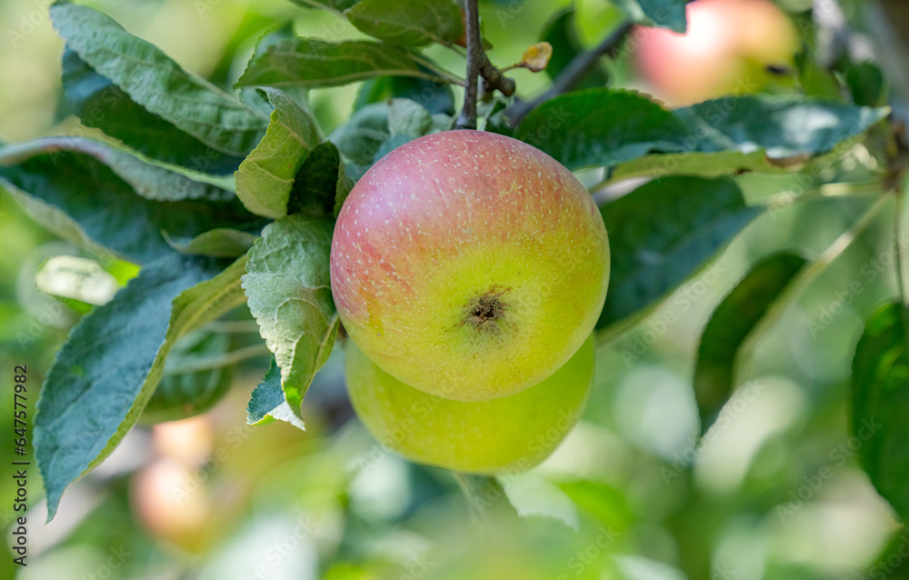 ripe apples on a tree on a sunny day ripe apples on a tree on a sunny day