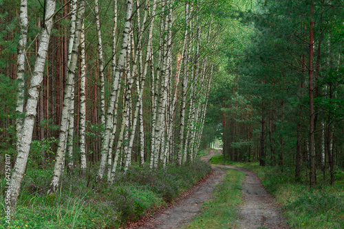 Fototapeta Naklejka Na Ścianę i Meble -  Las jesienią. Ziemia między drzewami, pobocza leśnych dróg porośnięte są krzewinkami wrzosu pokrytymi fioletowymi, drobnymi kwiatami.