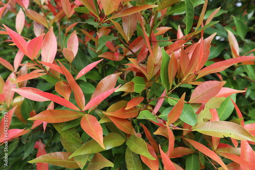 Syzygium paniculatum, the magenta lilly pilly or magenta cherry picture