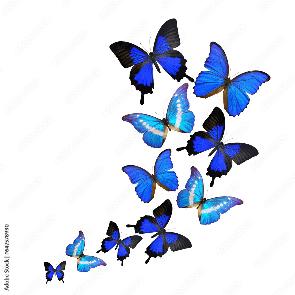 Beautiful blue butterfly flying isolated on white background. PNG File