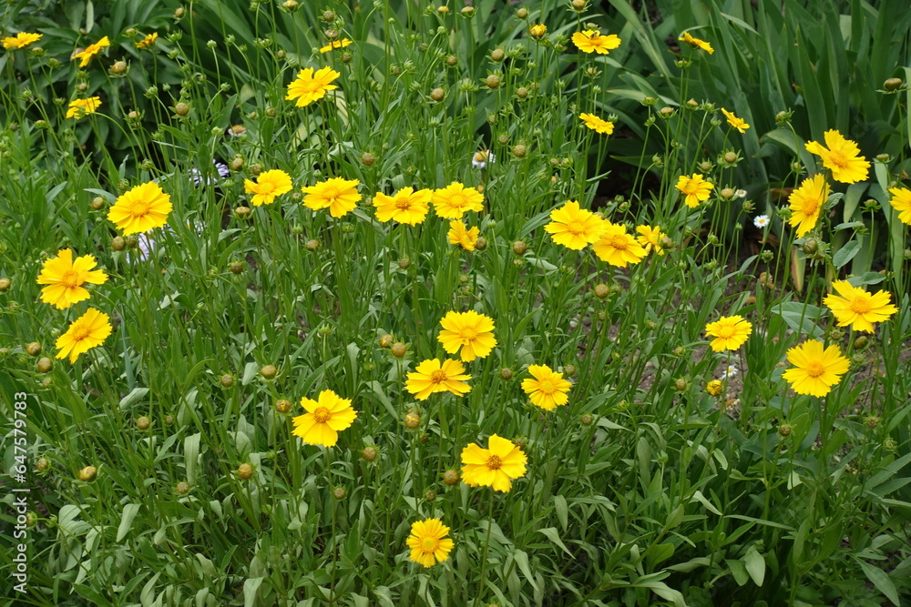 Coreopsis lanceolata with yellow flowers and buds in mid June