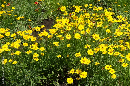 Plenitude of yellow flowers of Coreopsis lanceolata in mid June