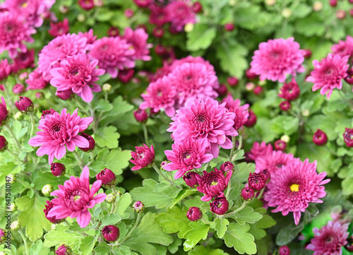 pink  purple or chrysanthemum plants in flower garden Bushes of burgundy chrysanthemums garden or park outdoor.