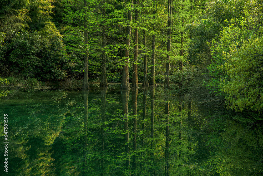Fototapeta premium trees in the forest