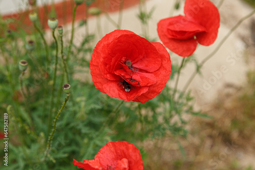 Beautiful flowers red poppies