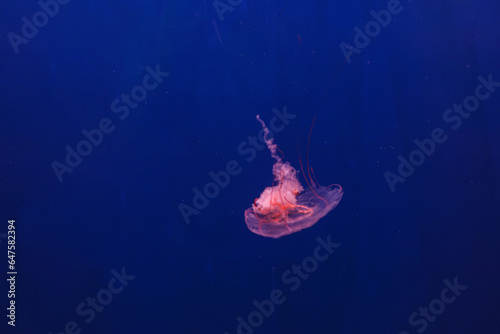 underwater shot of beautiful Chrysaora quinquecirha