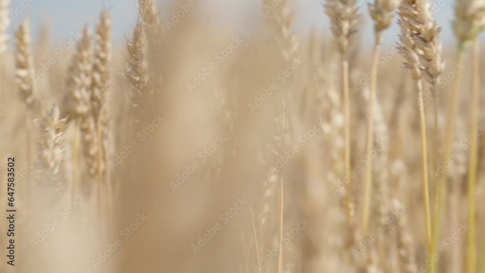 Golden wheat field with cloudy blue sky. Golden wheat field with cloudy blue sky.