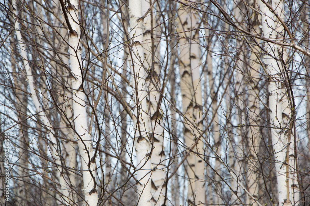 Fototapeta premium Birches close-up. Natural background. High quality photo