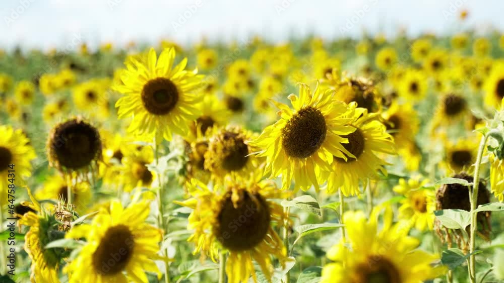 Sunflower field with cloudy blue sky
