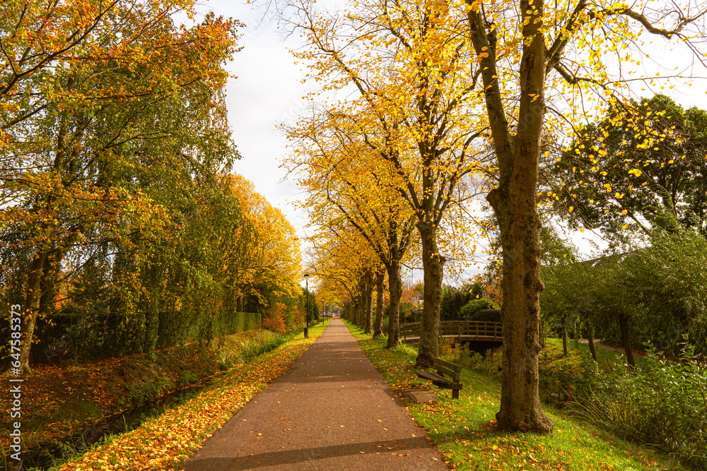 Naklejka premium Avenue in a park with trees with autumn leaves in the fall