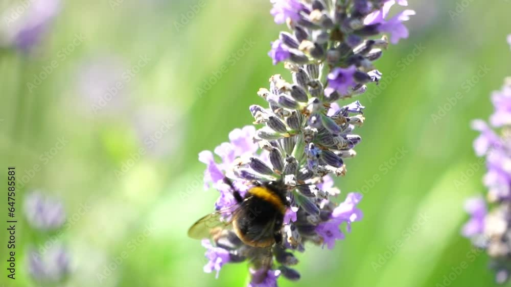 Bumblebee on a lavender flower in the garden in the rays of sun. Bees meticulously collecting pollen from blooming lavender field. Stems swaying in the summer breeze, close up slow motion Bumblebee on a lavender flower in the garden in the rays of sun. Bees meticulously collecting pollen from blooming lavender field. Stems swaying in the summer breeze, close up slow motion