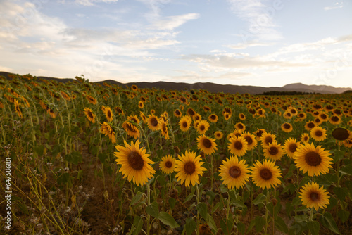 Sunflower field on a summer day at sunset