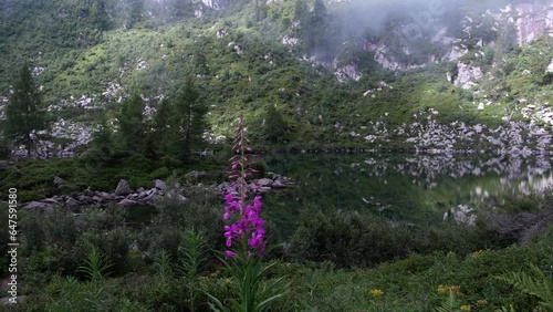 Pink flower on the alpine lake of Vacarsa photo