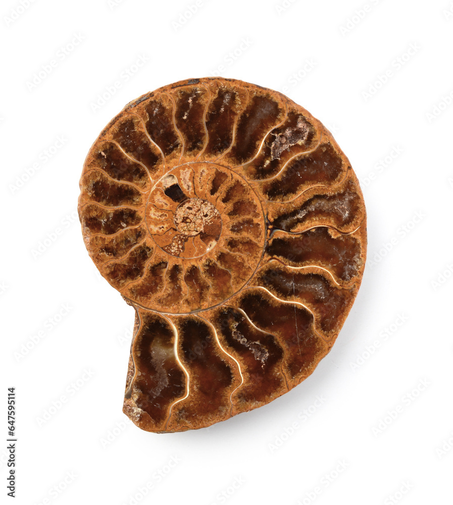 Ammonite fossil shell Ammonite fossil shell