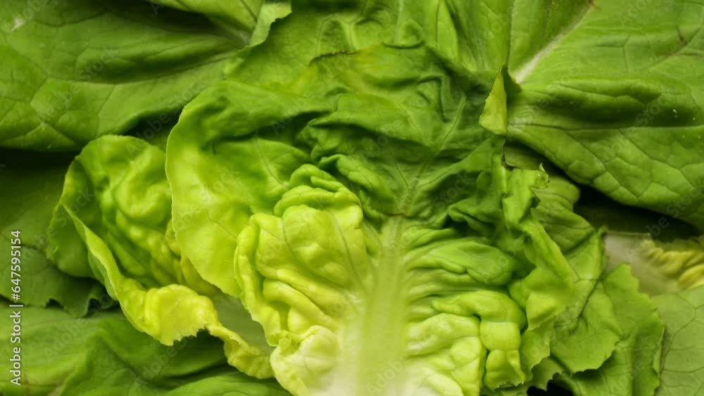 green lettuce leaves, rotation in circle. polska salad maslova Turning. selective focus. green background, Green leaves romaine lettuce green lettuce leaves, rotation in circle. polska salad maslova Turning. selective focus. green background, Green leaves romaine lettuce