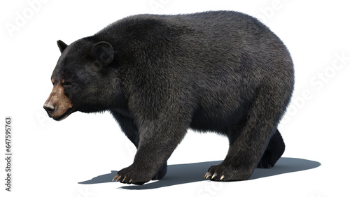 Furry 3D Black Bear Animal Walking