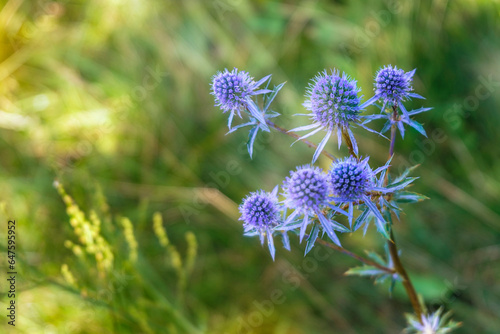 Wild flowers. Eryngium planum. Blue sea holly, violet holly flowers. Summer light effect, macro view. photo