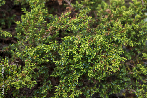 Juniper branches close up. Total juicy green in the spotlight. 