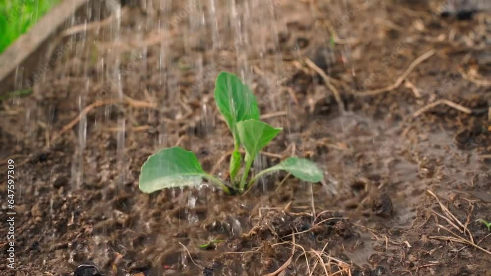 Seedlings of white cabbage in the garden are abundantly watered with water close-up. young cabbage sprout Seedlings of white cabbage in the garden are abundantly watered with water close-up. young cabbage sprout