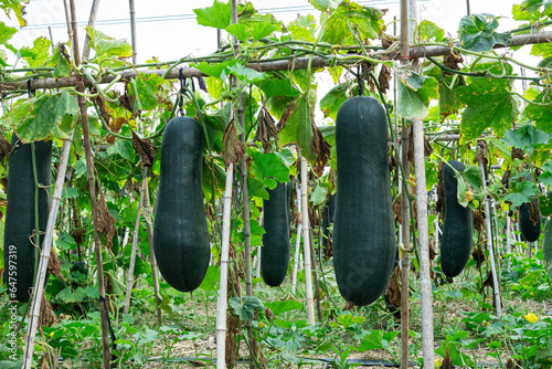 winter melon or wax gourd growing on vine hung on vegetable garden photo