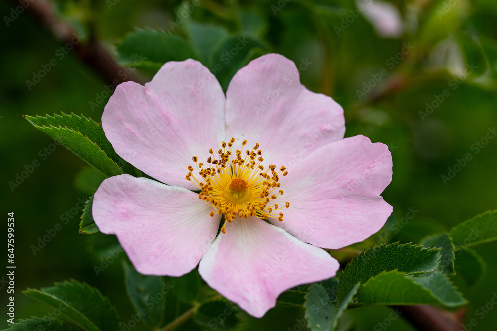 Spring rosehip flower Spring rosehip flower