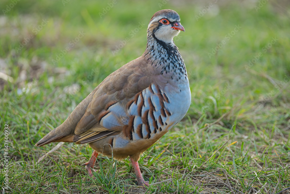 Partridge in the wild. Scientific name: Alectoris rufa. Close up of an alert red-legged or French partridge in natural agricultural field habitat. Facing right. Horizontal, space for copy. Partridge in the wild. Scientific name: Alectoris rufa. Close up of an alert red-legged or French partridge in natural agricultural field habitat. Facing right. Horizontal, space for copy.